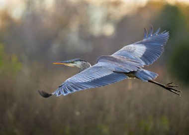 Uçuşu sırasında büyük bir mavi balıkçılın (Ardea herodias) yakın çekimi.