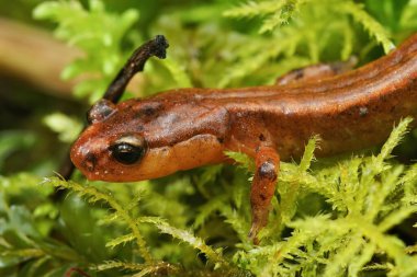 Nesli tükenmekte olan Van Dyk 'in semenderi Plethodon Vandykei' nin yeşil yosunlarda oturduğu doğal yakın plan.