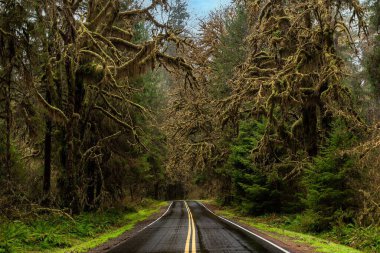 Hoh Rain ormanlarındaki yol ve yosunlu ağaçlar, Olympic National Park, WA, ABD