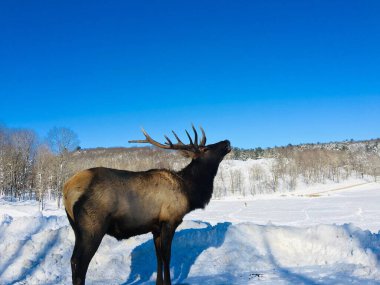 Güneşli bir günde karla kaplı bir arazide Rocky Dağı geyiğinin yakın çekimi.