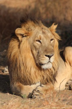 Güneş ışığında yerde oturan bir aslanın dikey görüntüsü.