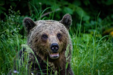 Bulanık arka planda çimenlerde oturan bir boz ayının yakın çekimi.