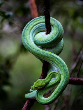 Bir ağaç dalına kıvrılmış yeşil bir yılanın dikey görüntüsü.