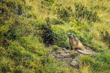 Otlarla çevrili güzel bir dağ sıçanı görüntüsü.