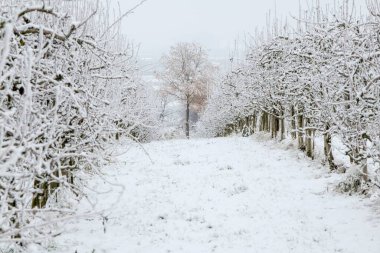 Gün boyunca ağaçlarla çevrili karla kaplı bir yolun güzel bir doğa manzarası.