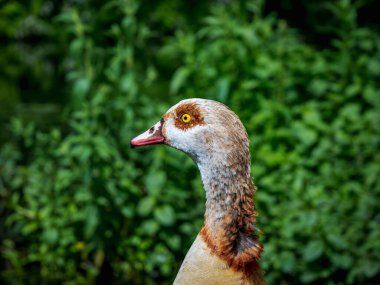 Yeşil arka plana karşı bir Mısırlı kazın (Alopochen aegyptiaca) seçici yakın çekim odağı