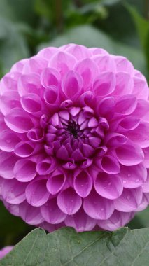 Bahçedeki güzel mor Dahlia pinnata 'nın dikey yakın çekimi.