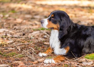 Bernese Dağ Köpeği 'nin parkta çekilmiş yakın çekimi.