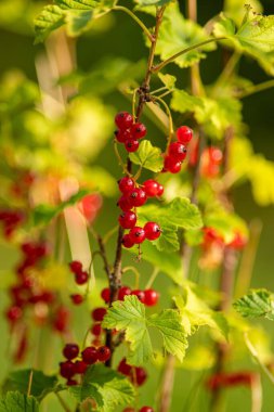 Bahçede yetişen kırmızı frenk üzümlerinin dikey çekimi.