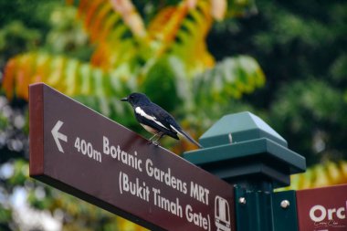 Singapur Botanik Bahçeleri, Singapur tabelasının tepesinde oturan bir kuşun yakın plan çekimi.