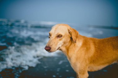 Bir denizin arka planında Rodezya sırt çantasının yakın plan çekimi.