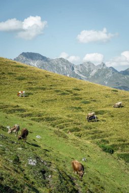 Vorarlberg, Avusturya 'daki dağların yakınında otlayan atların dikey çekimi