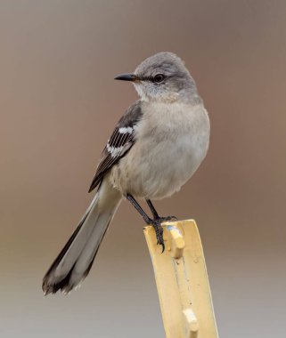 Bulanık bir arka planı olan metal bir direğe tünemiş Kuzeyli alaycı kuşun seçici odağı