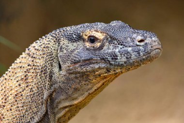 Sydney, Avustralya 'da bir hayvanat bahçesinde yaz güneşinde Komodo ejderhası portresi.