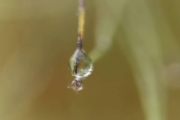 Макрознімок Краплі Води Звисає Листя Рослини Розмитому Тлі — стокове фото