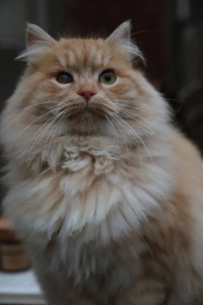 一只可爱的西伯利亚猫的垂直镜头 — 图库照片