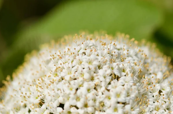 Eine Nahaufnahme Eines Schönen Lederblättrigen Viburnums Das Garten Blüht — Stockfoto