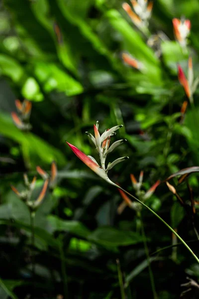 Cennet Kuşu Strelitzia Reginae Nin Dikey Yakın Çekimi Çiçeklerini Açan — Stok fotoğraf