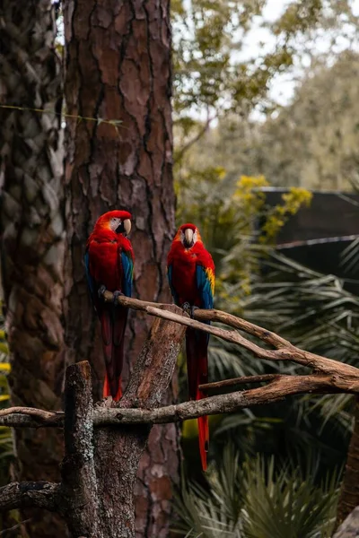 在树枝上的一对朱红色金刚鹦鹉 Ara Macao 的特写镜头 — 图库照片