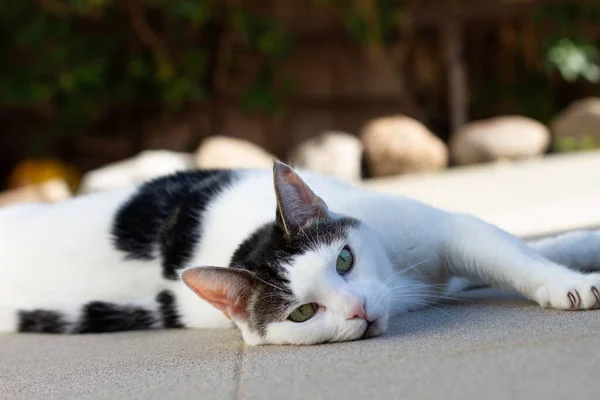 Image Laying White Black Domestic Short Haired Cat Ground Blur — Stock Photo, Image