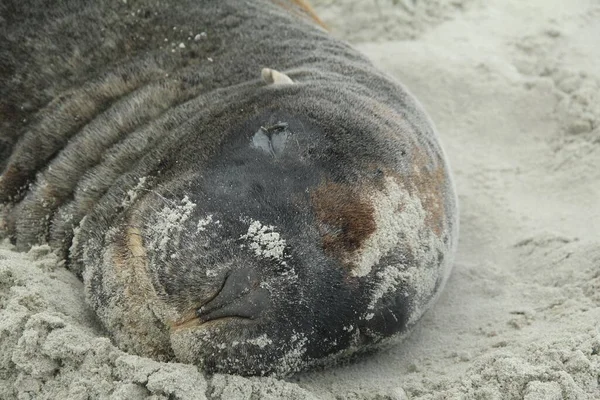 Een Zeehond Die Slaapt Het Strand Dunedin Nieuw Zeeland — Stockfoto