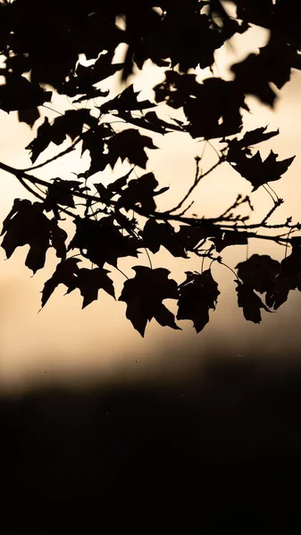 나뭇잎이 나뭇가지의 — 스톡 사진