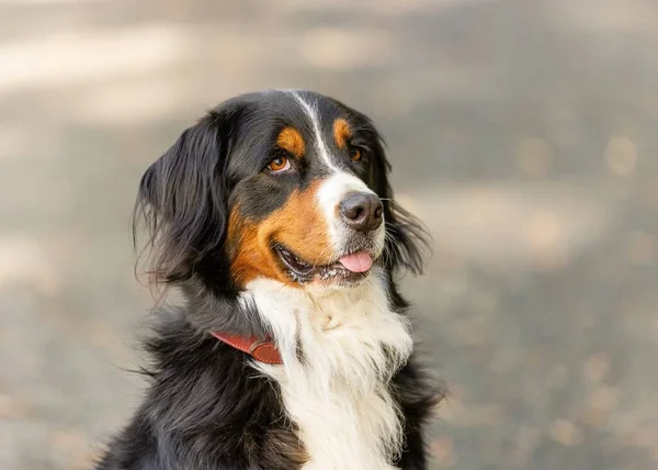 在公园里拍到一只可爱的贝奈斯山狗的特写 — 图库照片