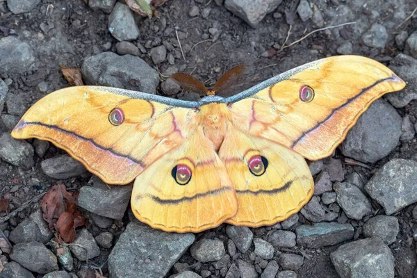 Beautiful Yellow Butterfly Rocks — Stock Photo, Image