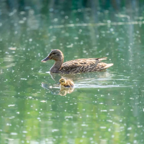 Pato Nadando Con Bebé Lago — Foto de Stock