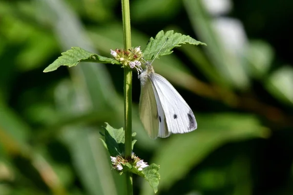 Macro Una Farfalla Cavolo Appollaiata Una Pianta Verde — Foto Stock