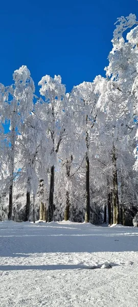 Una Hermosa Vista Bosque Cubierto Nieve Árboles —  Fotos de Stock