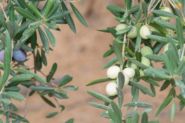 Eine Nahaufnahme Von Olivenfrüchten Auf Einem Baum — Stockfoto