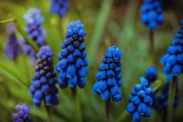 Een Close Shot Van Druif Hyacint Bloemen Een Veld Met — Stockfoto