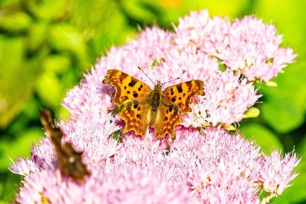 Макрознімок Кома Метелика Polygonia Album Рожевій Квітці Зеленому Тлі — стокове фото