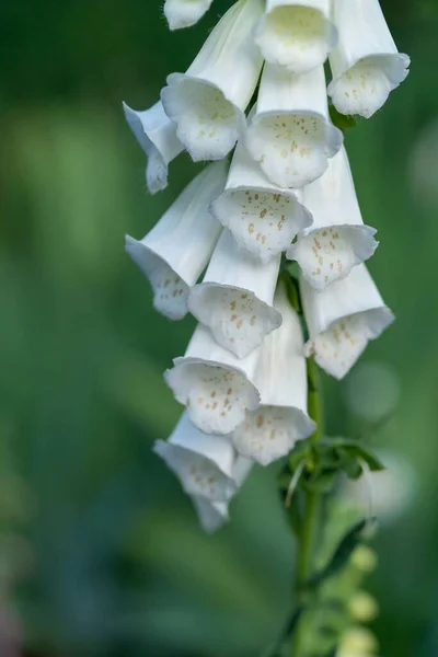 A vertical shot of white Foxglove plant in bloom against blur background