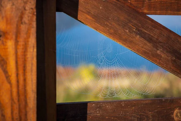 Spidersweb Mor Soleado —  Fotos de Stock