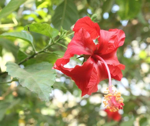 Gros Plan Une Belle Fleur Hibiscus Dans Jardin — Photo