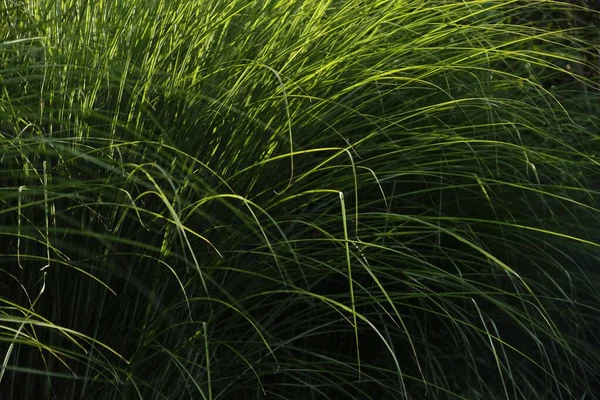 stock image A closeup of fresh grass in a field with sunbeams