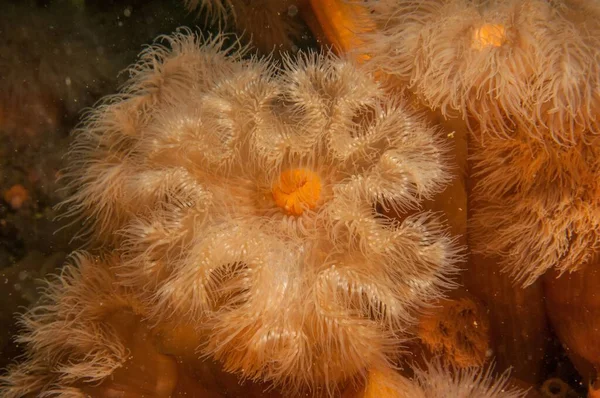 深海におけるメトリウム セニレ フリル アネモネ の閉鎖 — ストック写真