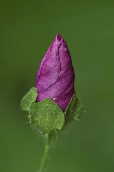 Mor Bir Mallow Çiçeğinin Dikey Yakın Çekimi — Stok fotoğraf