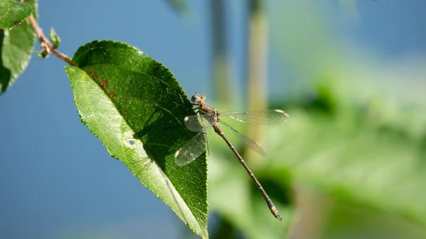 Gros Plan Papillon Dragonfly Perché Sur Une Plante Verte Soleil — Photo
