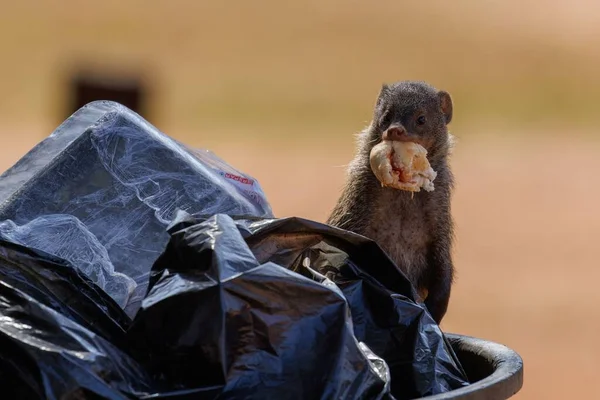 Çöp Kutusundan Insan Yiyeceği Çıkarılmış Bir Firavun Faresi — Stok fotoğraf