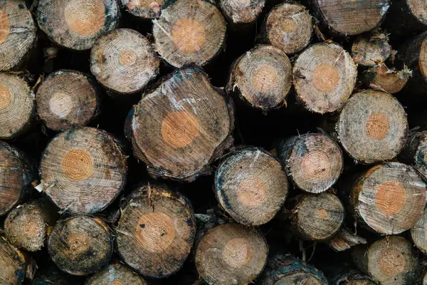 Arka Planda Yakılacak Odunların Yakın Plan Çekimi — Stok fotoğraf