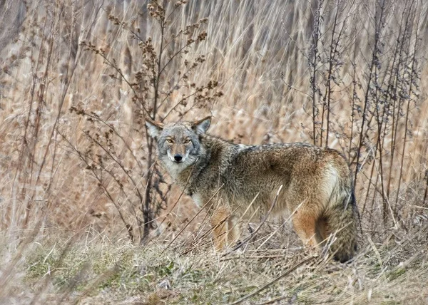 Lobo Oriental Visto Selva Mirando Cámara — Foto de Stock