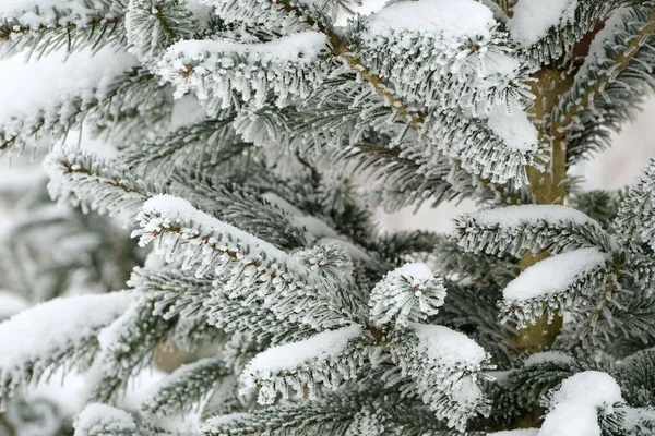 Detailní Záběr Borovicové Větve Zelenými Listy Pokrytými Sněhem Rozmazaném Pozadí — Stock fotografie