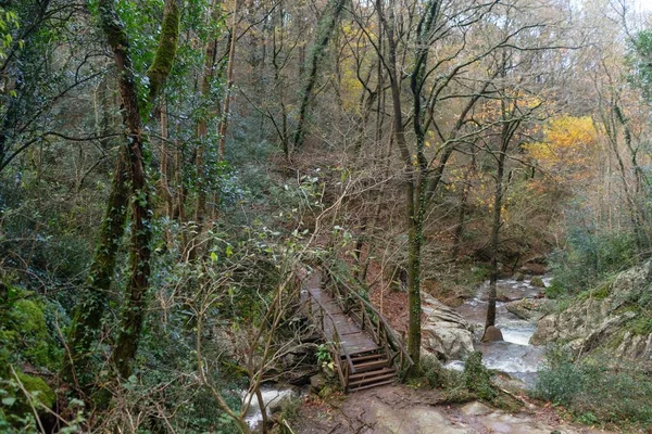 Εναέρια Άποψη Μιας Ξύλινης Γέφυρας Στο Δάσος Της Σαραγόσα Ισπανία — Φωτογραφία Αρχείου