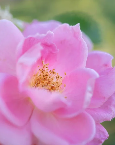 Eine Nahaufnahme Von Rosa Blume Der Blütezeit — Stockfoto
