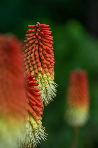 배경에 오르는 포시아 식물의 — 스톡 사진