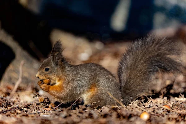Nahaufnahme Eines Entzückenden Eichhörnchens Das Tagsüber Einen Leckerbissen Einem Wald — Stockfoto