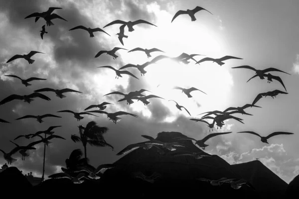 Une Silhouette Oiseaux Volants Contre Soleil — Photo
